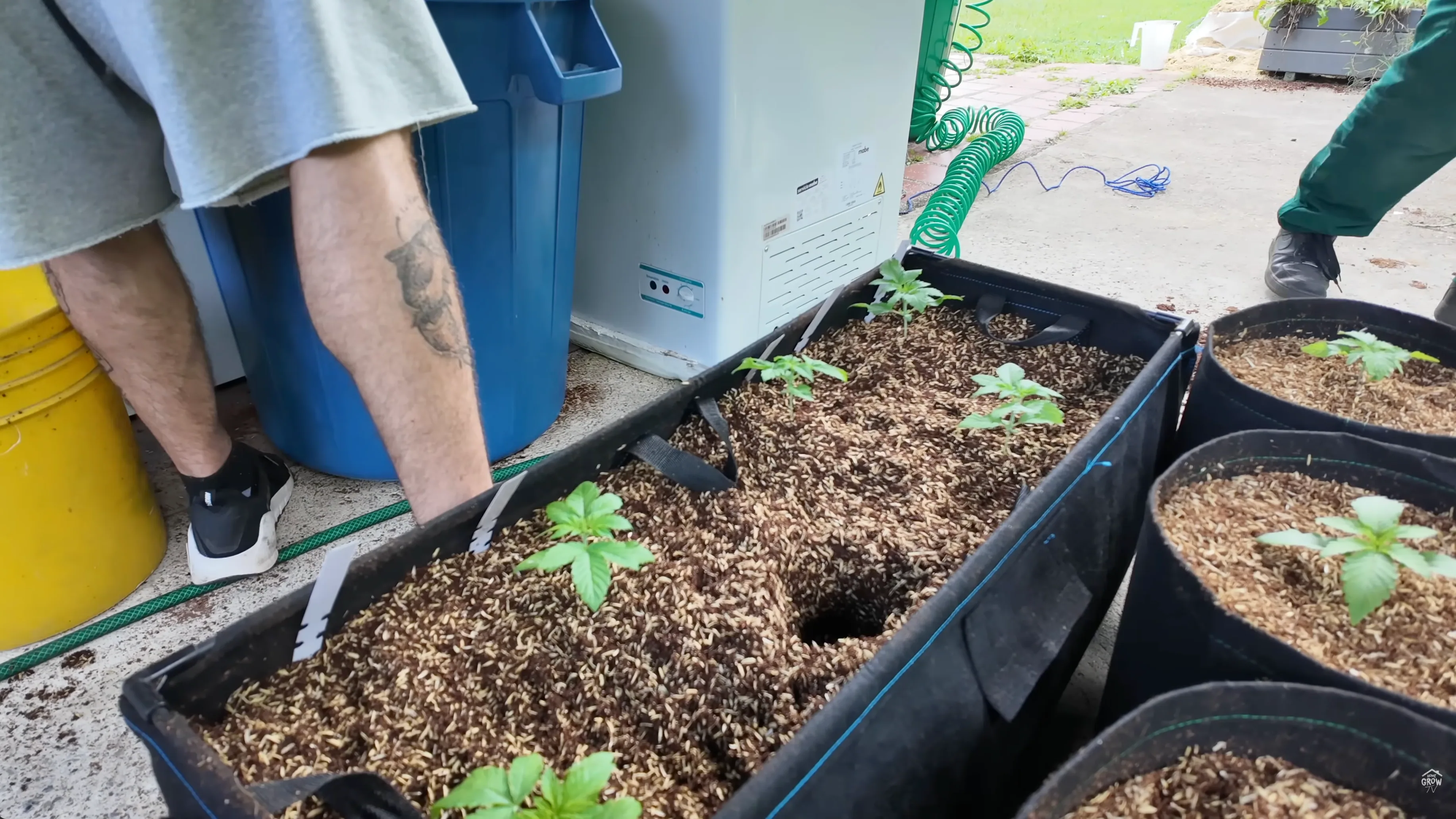 Completed Autopot setup with plants in corrected 70/30 coco perlite mix