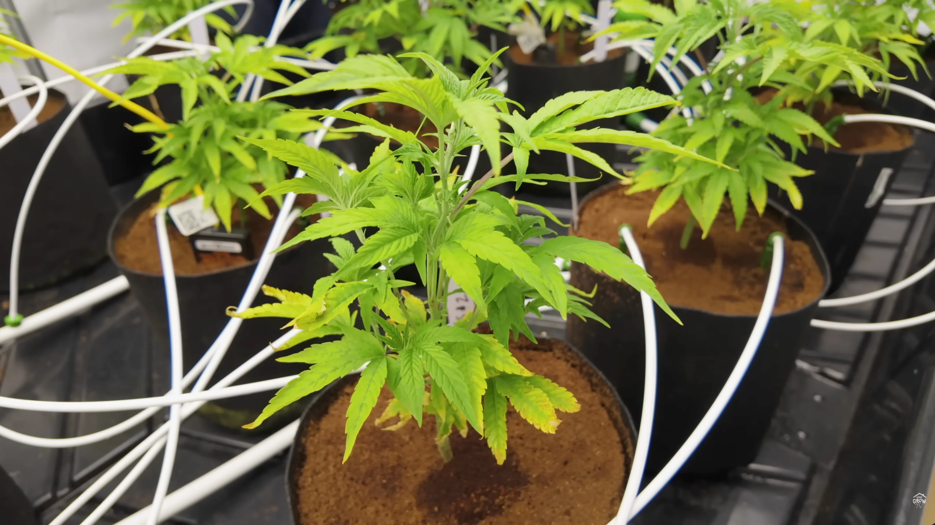 Close-up of Blueatti #11 cannabis leaves clawing and showing lockout symptoms