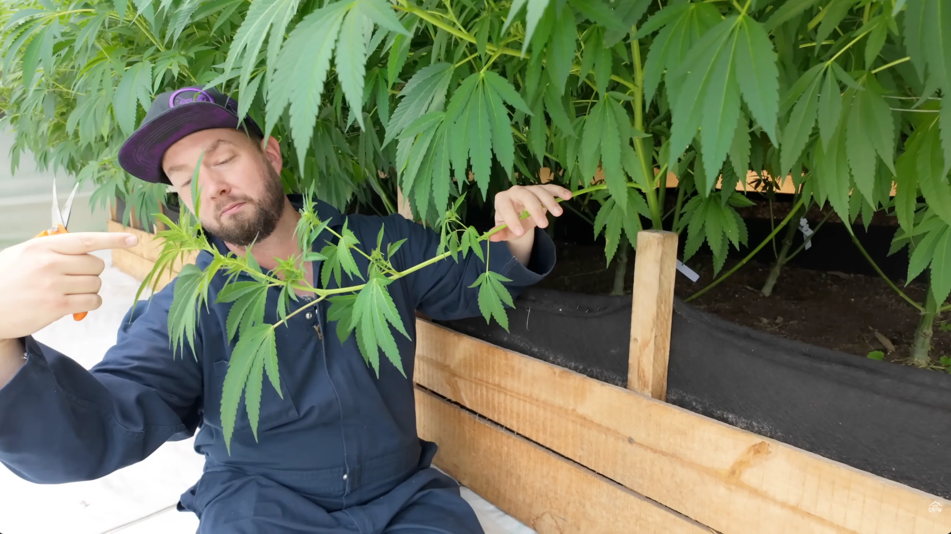 Mr. Q demonstrating defoliation technique cutting lateral branches from base