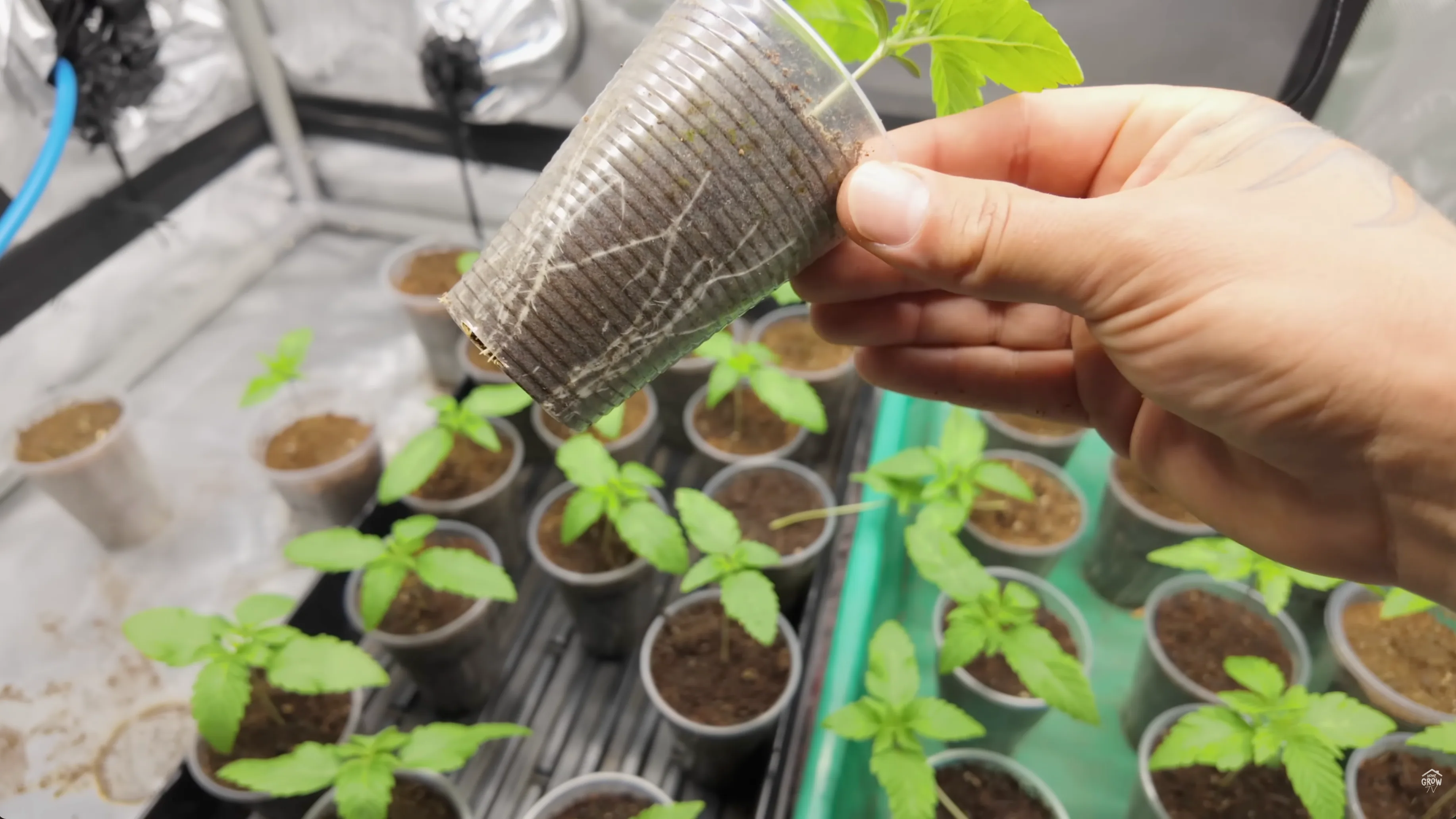 Cannabis seedlings ready for transplant with roots visible at container edges