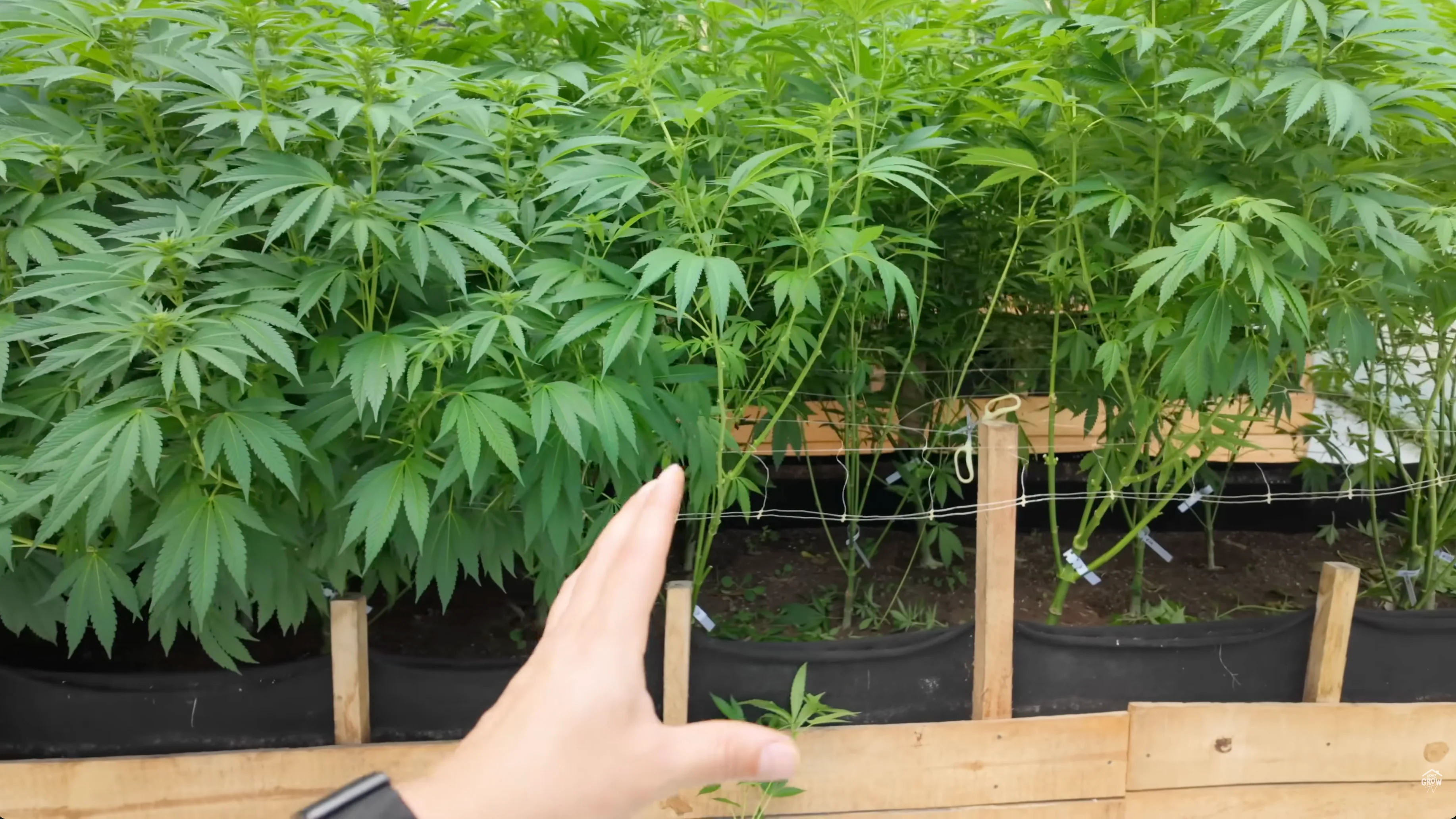 Before and after comparison of cannabis defoliation showing improved airflow