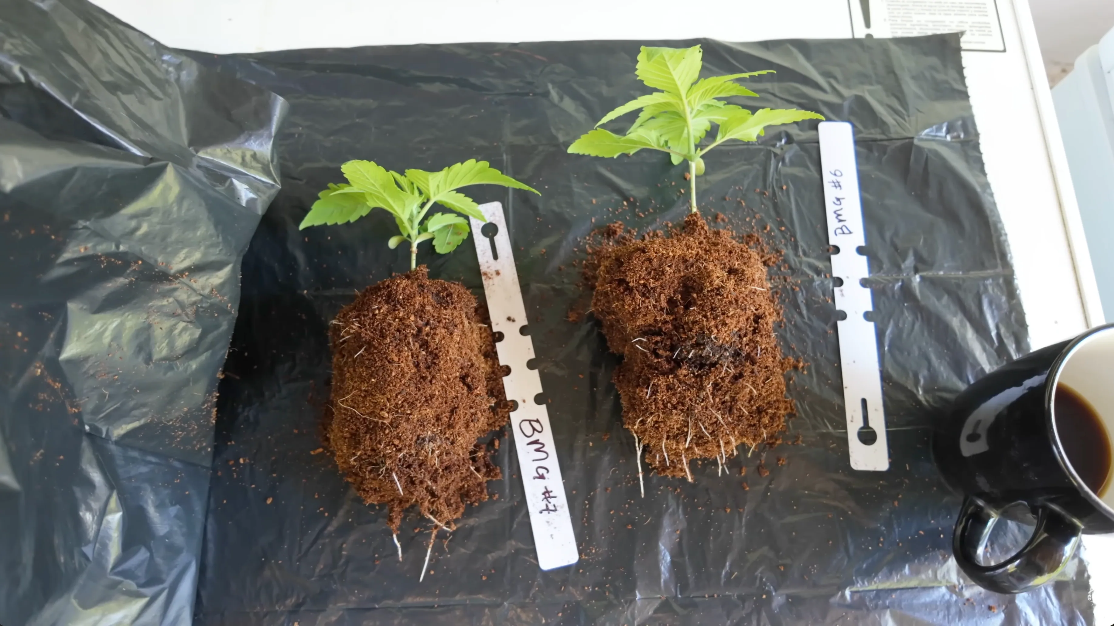 Healthy white cannabis root ball during transplant
