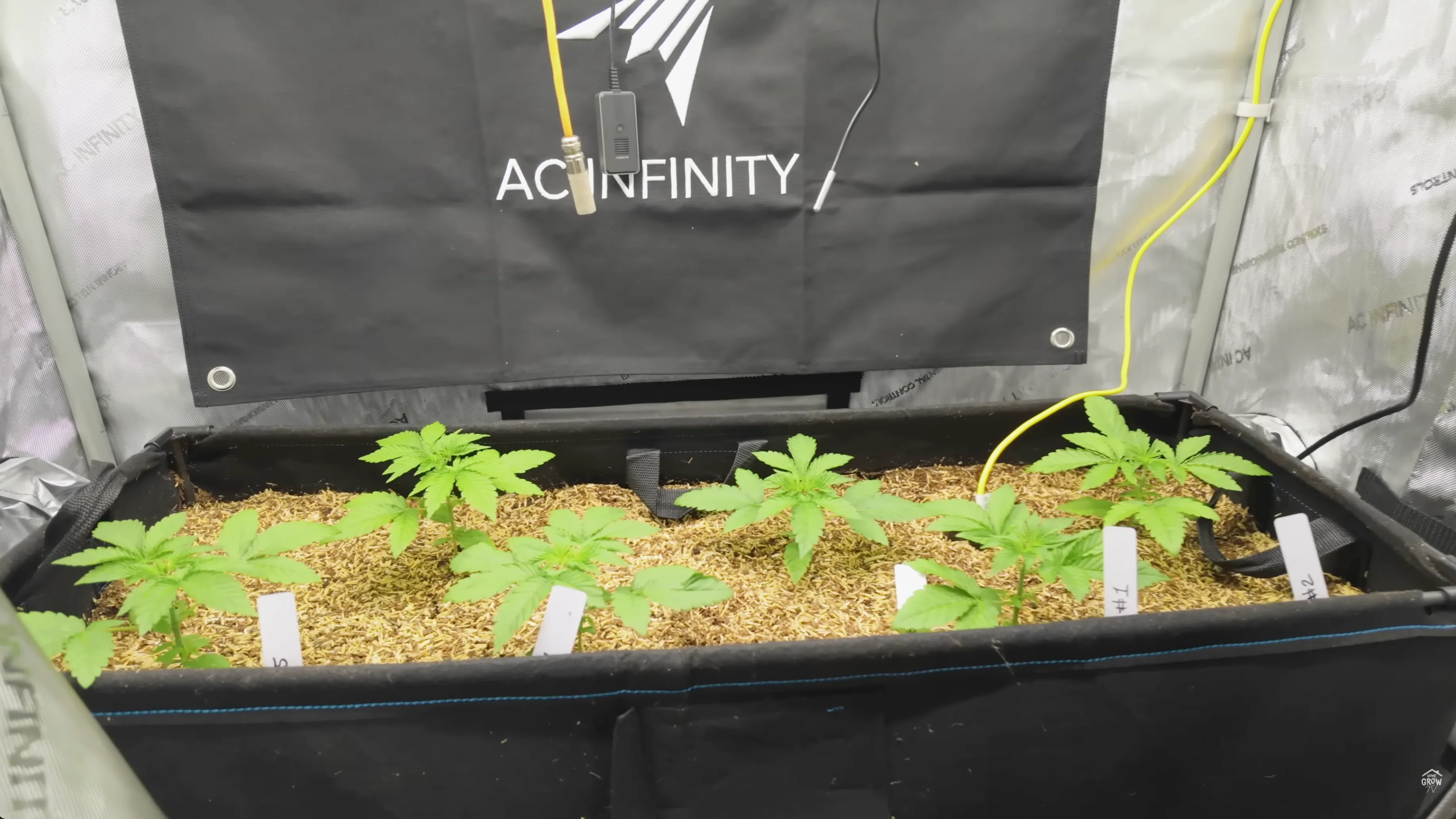 Perky praying cannabis plants in 2x4 planter that don't need water