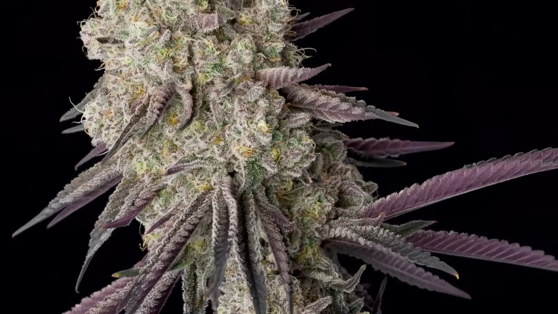 Emoji bud spin shot showing purple and green trichome-covered flower