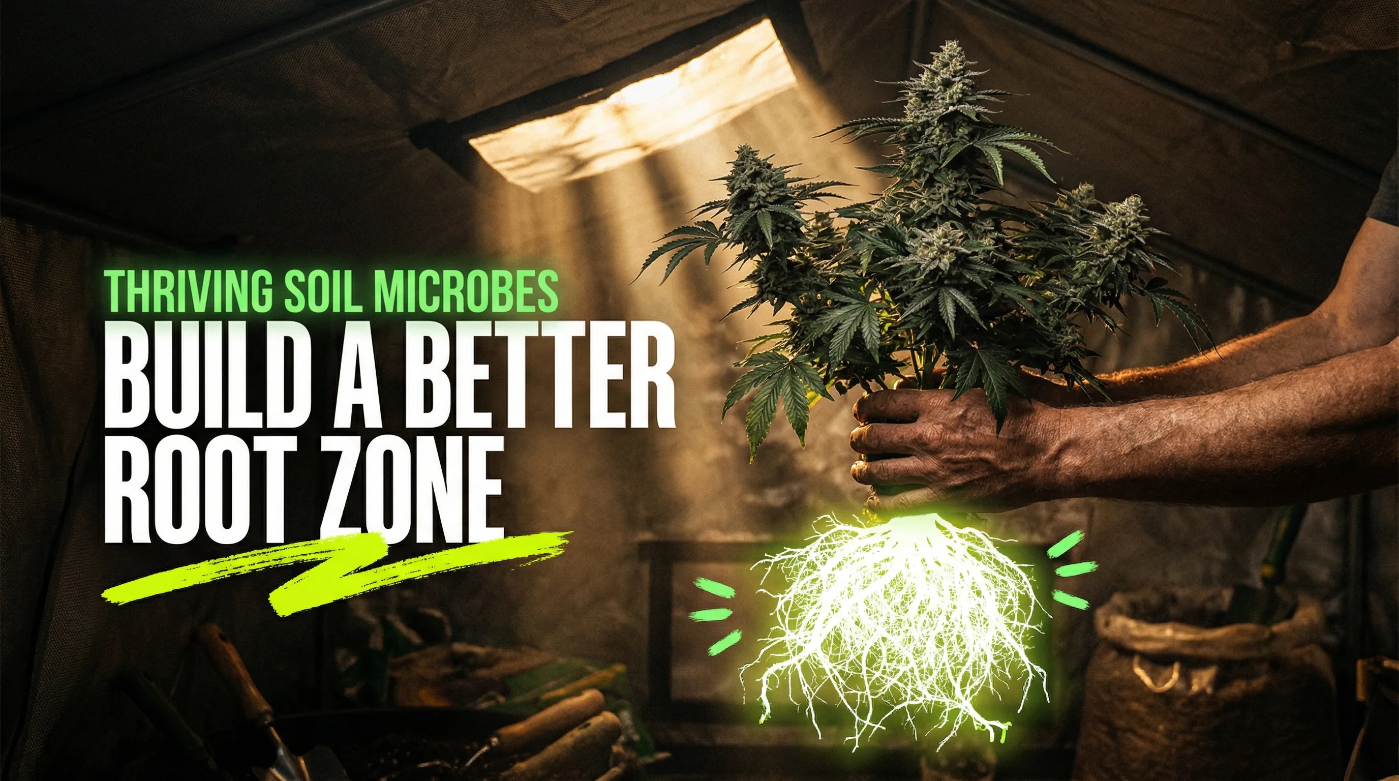 Thriving soil microbes build a better root zone, showing a cannabis plant with glowing healthy white roots in an indoor grow tent