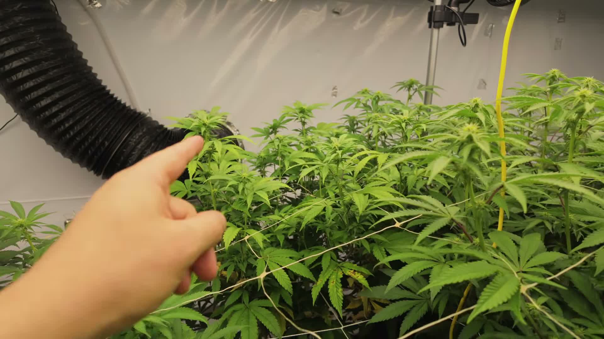 [40:25] The CO2 room making a major comeback