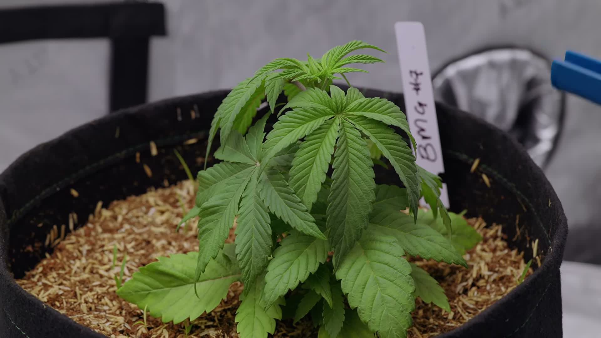 [19:56] Mellows in the 2x4 tent with Autopot Tray-to-Grow